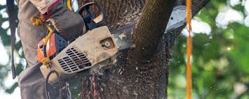 Best Tree Preservation Services  in Corvallis, MT