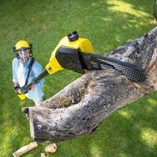 Trusted Corvallis, MT  Tree Services Experts