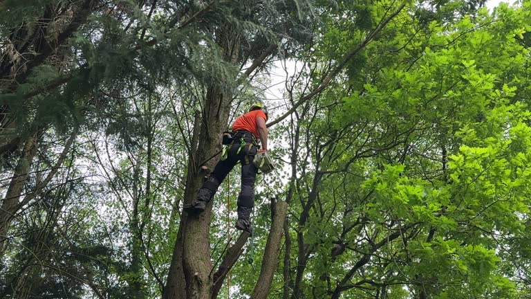 Best Tree Preservation Services  in Corvallis, MT