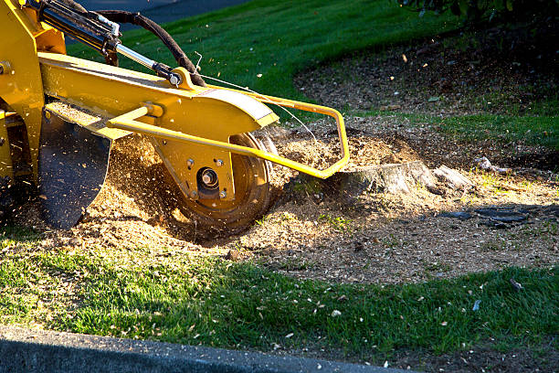 Best Stump Grinding and Removal  in Corvallis, MT